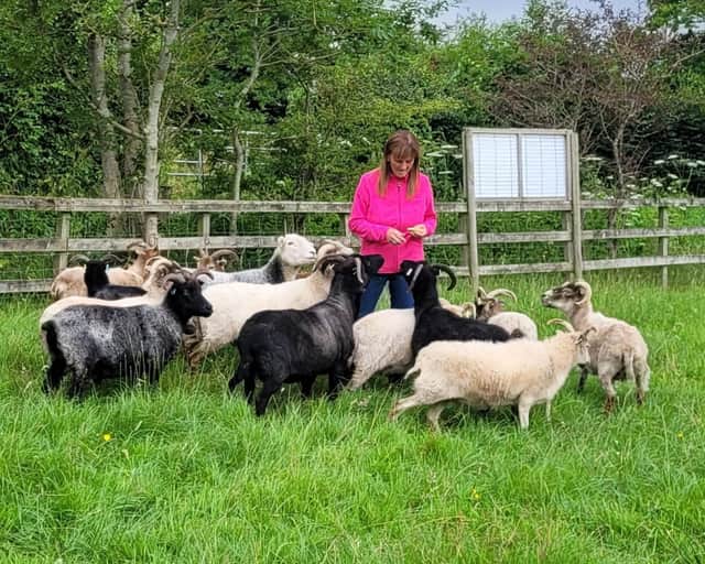 A herd of rare-breed sheep fleeing fireworks in terror - an incident which left one injured and the others "jittery for days".