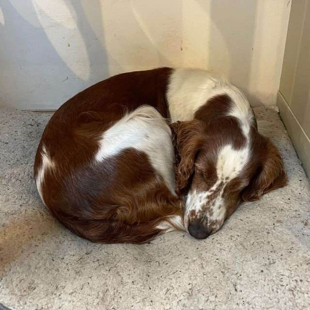 Springer Spaniel Phoebe who went missing while her owner was on a trip to Majorca.