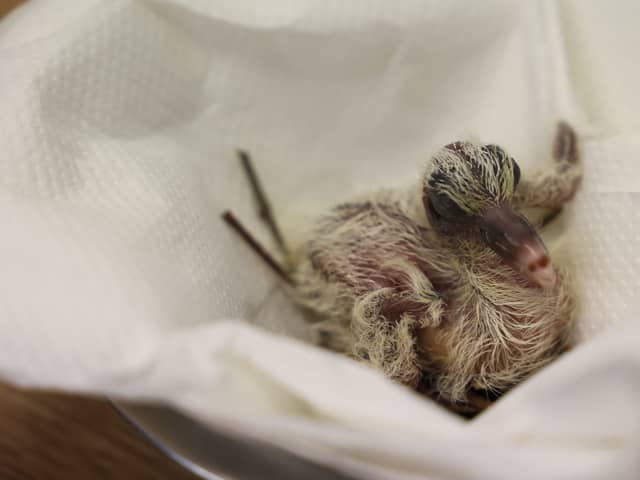Rare pink baby pigeon hand-reared using a unique technique at Paignton Zoo in Devon.