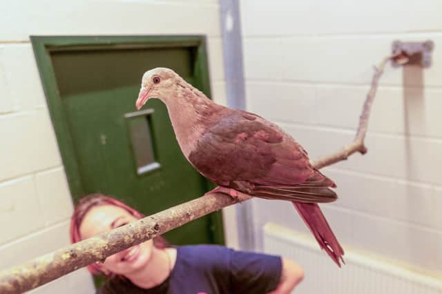 Pink pigeon hand-reared at Paignton Zoo in Devon.
