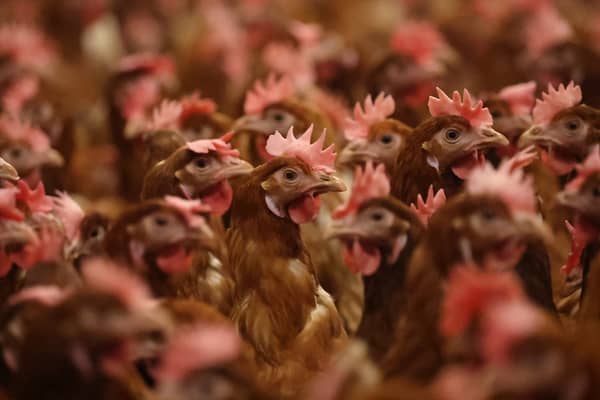 A teenager has been hospitalised after contracting bird flu, in the first suspected case found in the country. 