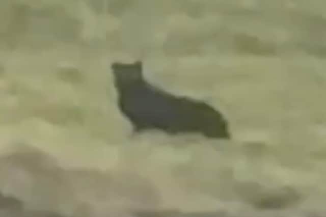 Footage shows a suspected big cat sitting in a field near the town of Askrigg, North Yorkshire.