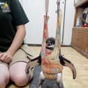 Flop the Humboldt penguin in the baby bouncer.