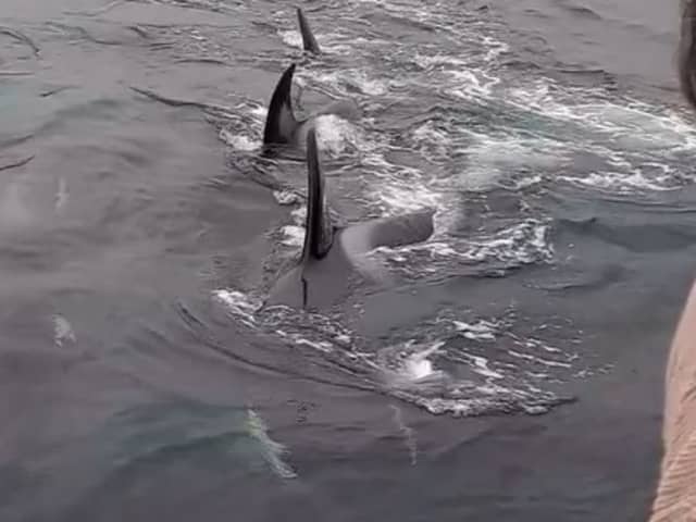 Donna Marie Woodhouse had an incredibly close encounter with a pod of orcas.