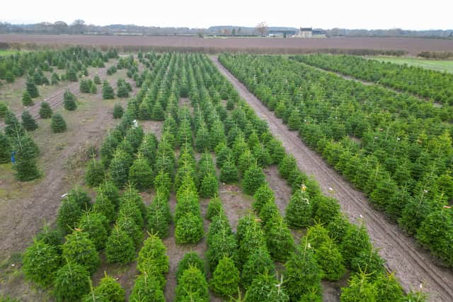Aerial view of Friezeland Christmas tree farm in Warwickshire