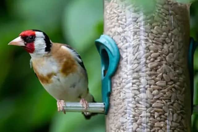 Sunflower hearts are the best bet for attracting all kinds of birds
