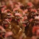 Bird flu is rare in humans, but it can be serious or even deadly.