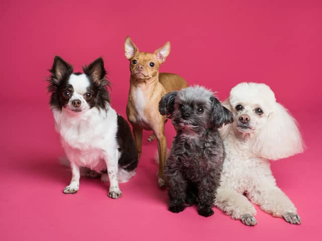 Research suggests that eight out of 10 dogs find it hard to be left on their own. 