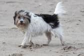 These are the six most common health conditions in pets and the steps you can take to protect them. 