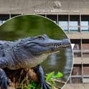Court documents state Mr Betts is charged with an offence of keeping a ‘dangerous wild animal, namely American alligator (Alligator mississippiensis), other than under the authority of a licence granted in accordance with the provisions of the Dangerous Wild Animals Act 1976 by a local authority'. Stock picture of an American alligator used inset