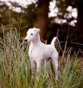 A number of other iconic British breeds have  a worrying start to the year