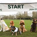 Olympian vet Laura Muir is challenging pet owners to get all dogs out for more exercise.