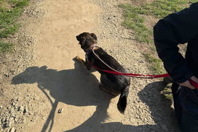 Athena, after being found this morning. Photo: K9-RSQ