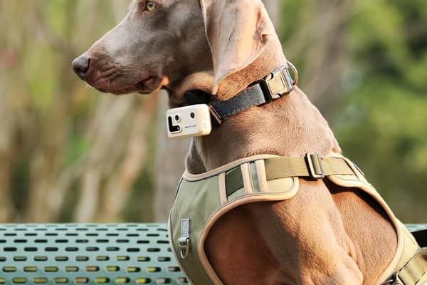 The Rola PetTracker clamps to a collar and connects to your smartphone