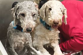 Two Bedlington Terriers being groomed at a dog spa