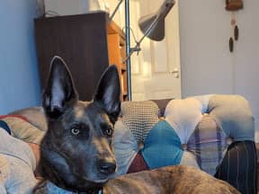Mia the Dutch Shepherd.