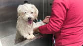 A small dog being groomed 