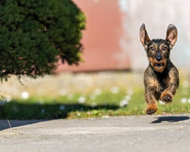 Dogs can suffer from hay fever during the pollen season just like humans.