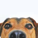 The warm weather can be dangerous for our dogs.