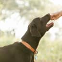 Easter eggs can be potentially fatal if eaten by our dogs/