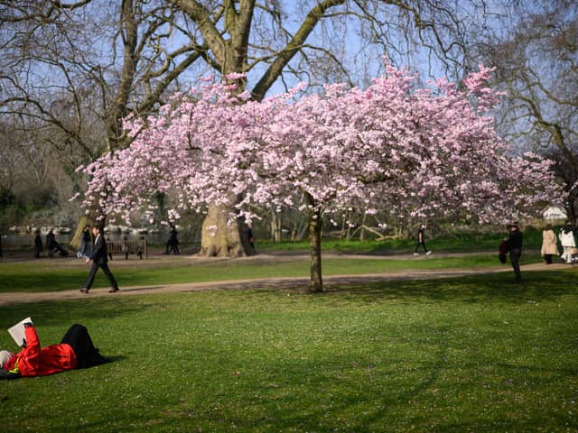 A woman lays near to a blooming cherry blossom tree, as she reads her book.