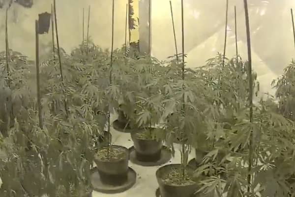 £4.5m drug operation consisting of  75 cannabis farms uncovered.