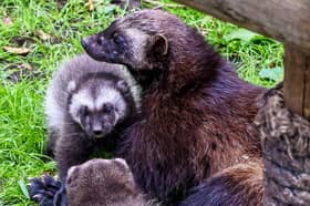 Wolverine kits.