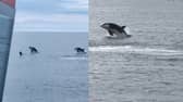 Killer whales breach off the coast of Scotland.