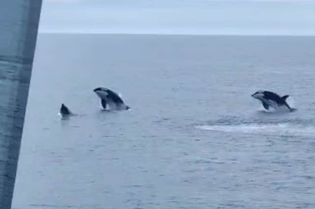 Killer whales breach off coast of Scotland.