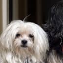 Pets at Home has posted flat revenue, with retail and vet services pulling in opposite directions.