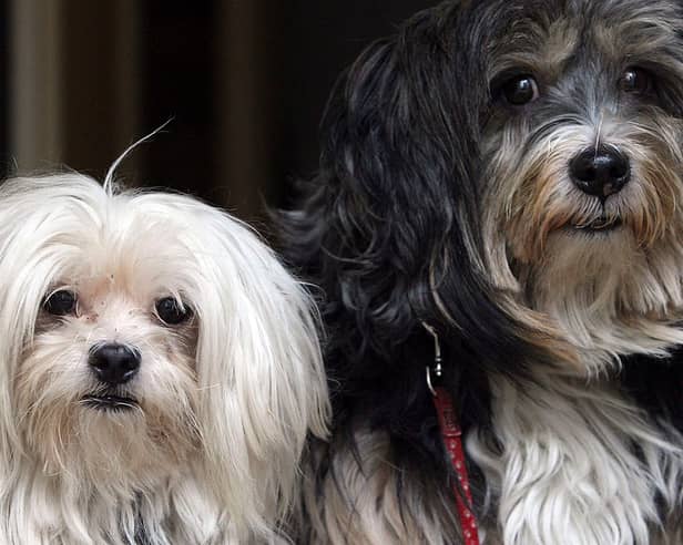 Pets at Home has posted flat revenue, with retail and vet services pulling in opposite directions.