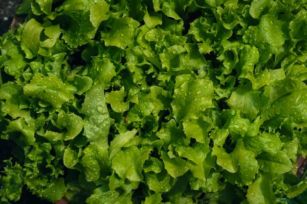 Lettuce water is once again growing in popularity on social media.