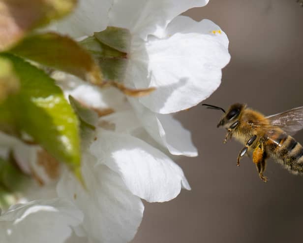 Around 10 people die in the UK every year from bee and wasp stings.