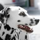 This is how often to brush your dog's teeth according to experts.