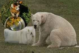 Park rangers are giving frozen treats to the animals who are dealing with the new heatwave. 