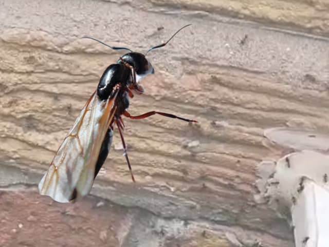 Flying ants.