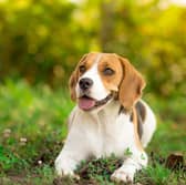 Keep your dog cool during the heatwave with these gadgets