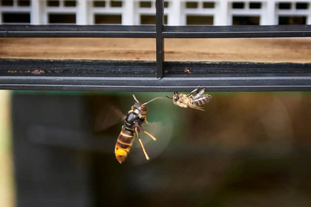 Members of the public are being warned not to destroy Asian hornet nests.