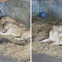 Video grabs of rescue lions from Ukraine playing together for the first time at Yorkshire Wildlife Park.