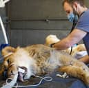Lions at Yorkshire Wildlife Park have been given a clean bill of health