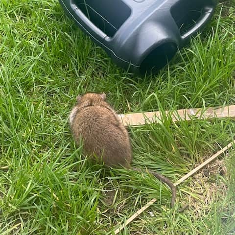 Natalie Dodds has managed to photograph rats in her garden, which have died due to poison she has purchased.