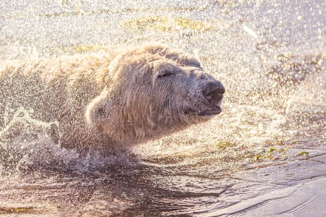 Trying to keep cool. Credit - David Roberts