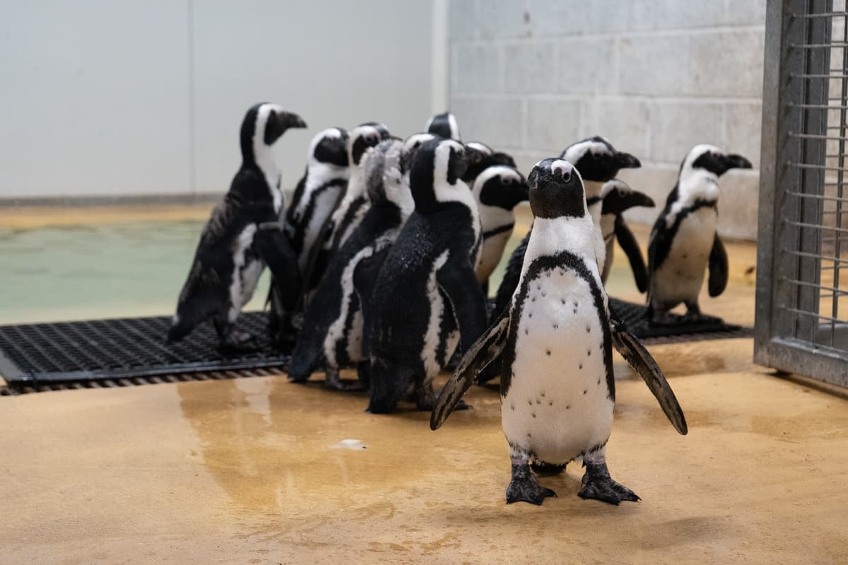 Critically endangered African penguins settling into their new home at ...