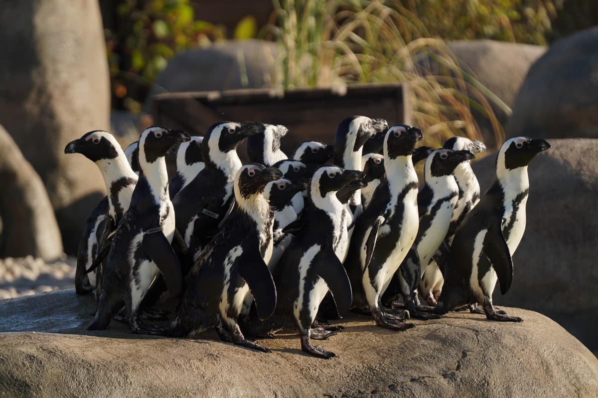 Newly arrived African penguins are thriving in their new home at Yorkshire ...