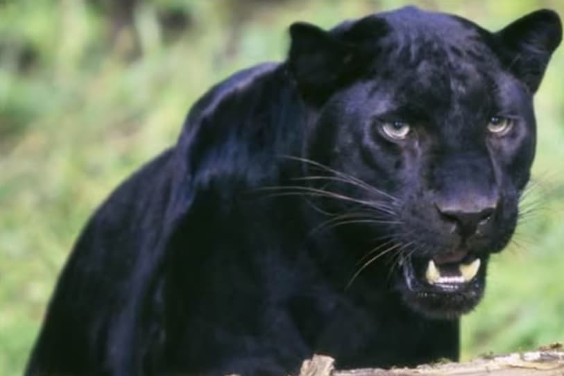 Fresh Doncaster big cat sightings reported as