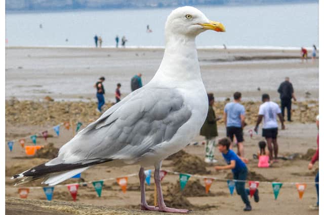 Seagull at Whitby beach.