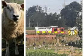 Fire crews rescued the sheep from the canal at Kirk Sandall.