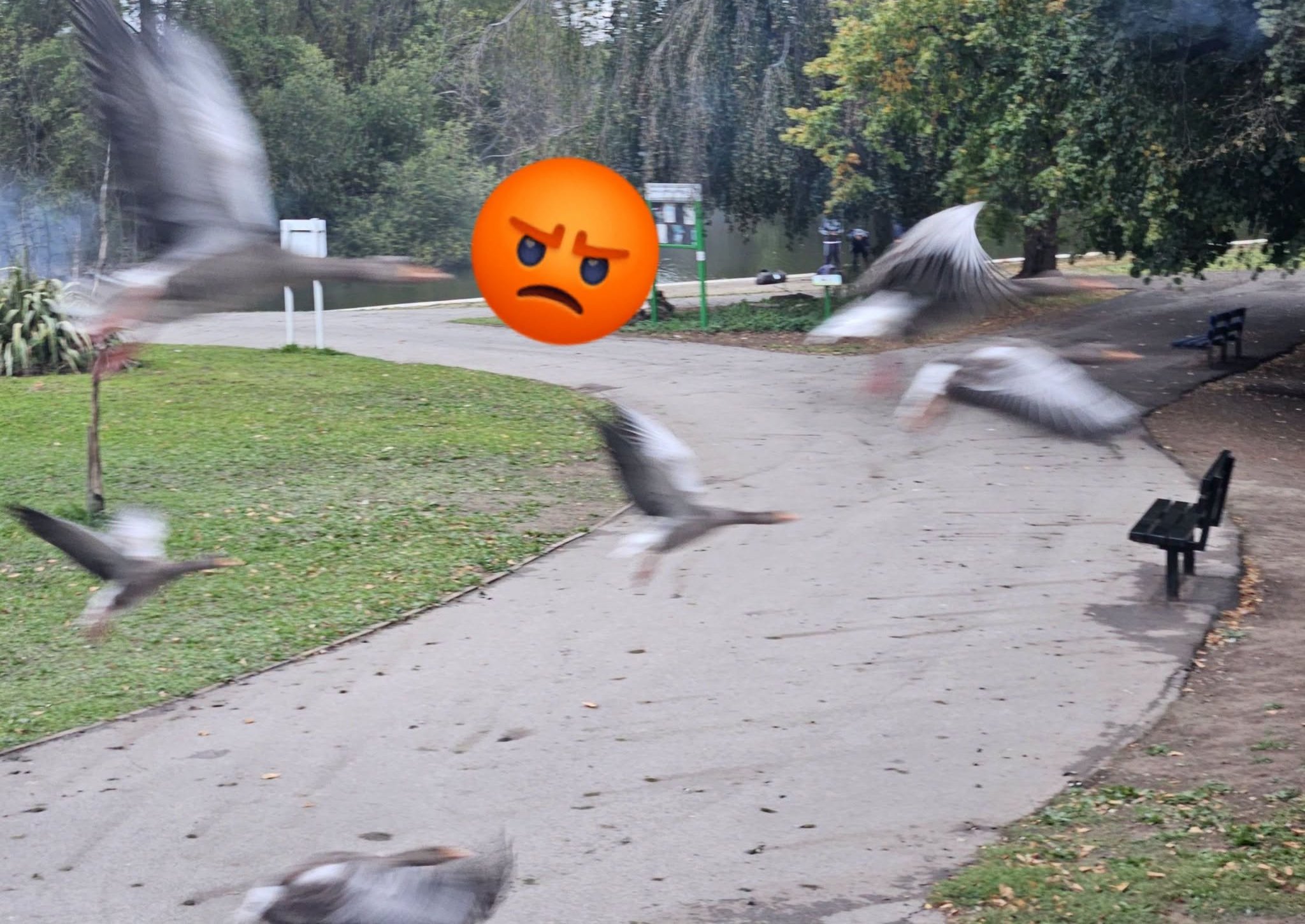 Police probe after yobs shoot fireworks at people and geese in ...