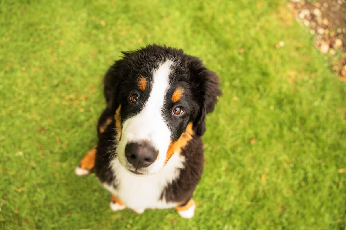 Die kleinen Veränderungen im Tagesablauf Ihres Hundes – ein genauerer ...
