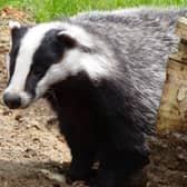 Police are urging the public to vigilant to gangs hunting badgers in Doncaster.